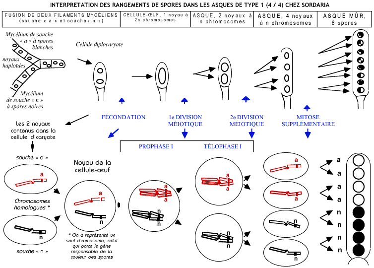 brassage intrachromosomique 2n 4