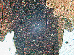 biotite