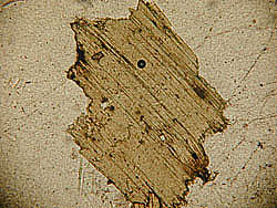 Biotite