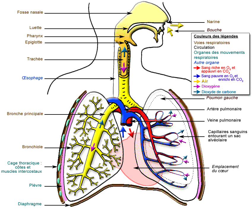 l'appareil respiratoire