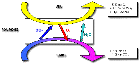 1. Schéma simplifié de l'appareil respiratoire ; l'air contenu dans les