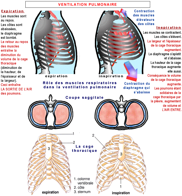 Ventilation Pulmonaire; airflow, respiratory; respiratory airflow; test