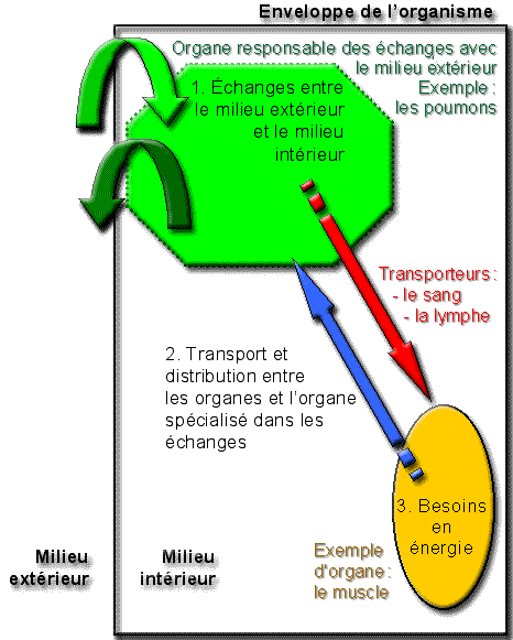 Transformez Votre Respiration, Optimisez Votre Bien-Être avec l'Entraî –  QUIXLO